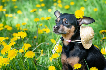 可爱的小狗狗春天黄色的颜色用花装饰的草地肖像狗春天夏天主题
