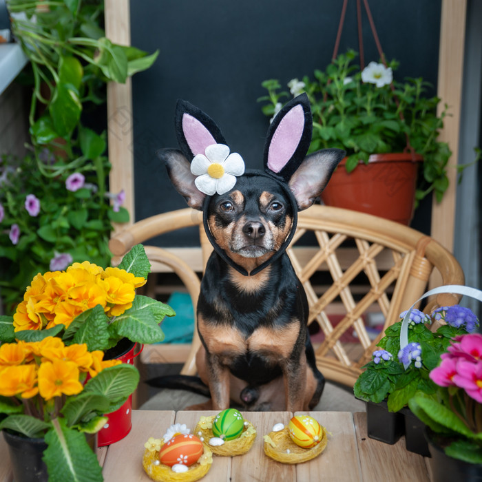 狗穿着复活节兔子他和围巾包围花的主题春天和夏天和复活节