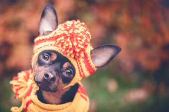 美丽的狗小狗黄色的围巾与pampons坐着背景秋天树叶空间为文本可爱的有趣的小狗