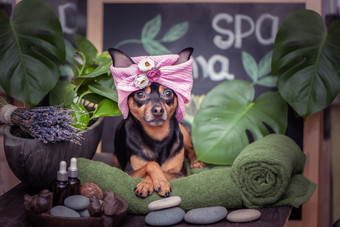 xacute宠物放松水疗中心健康<strong>狗头</strong>巾毛巾在的水疗中心哪项目和植物有趣的概念梳理洗和有爱心的为动物