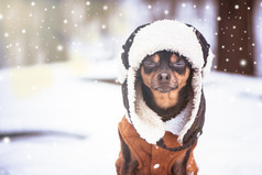 狗与关闭眼睛他和羊皮外套的冬天Zen冥想瑜伽享受自然和冬天