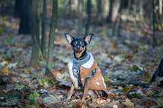狗玩具梗时髦穿着小狗毛衣和羊皮外套对的背景晚些时候秋天衣服为狗狗玩具梗时髦穿着小狗毛衣和羊皮外套对的背景晚些时候秋天