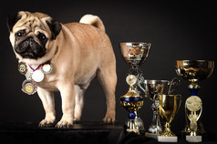 哈巴狗完美的狗与奖得主杯黑色的背景工作室哈巴狗完美的狗与奖得主杯