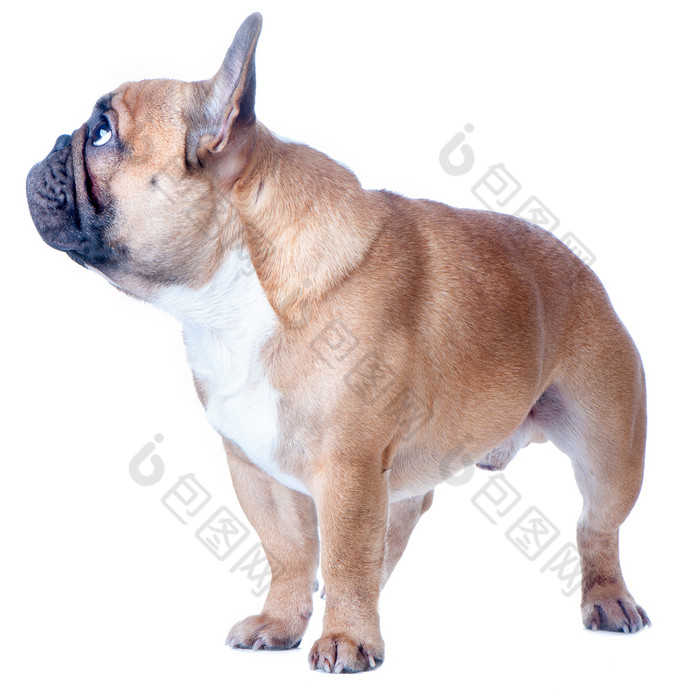 狗美丽的法国斗牛犬红色头发的人孤立的完美的白色背景高标准品种的狗站和看狗美丽的法国斗牛犬红色头发的人孤立的完美的白色背景高标准品种