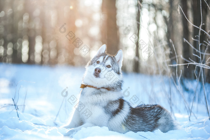 沙哑的狗谎言的雪冬天情绪沙哑的狗谎言的雪