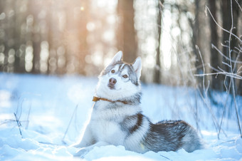 沙哑的狗谎言的雪冬天情绪沙哑的狗谎言的雪