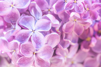 盛开的淡紫色软处理健美的淡紫色背景纹理