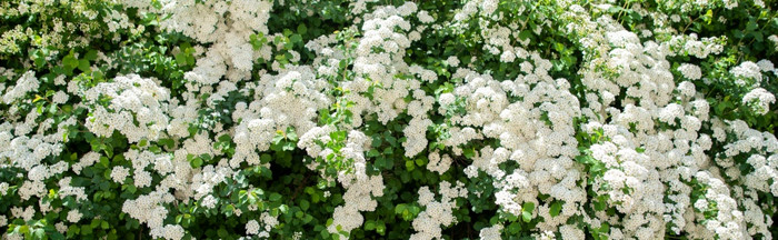 白色Spiraea草地草布什布鲁姆味蕾和白色花石蚕属植物绣线菊属植物精致的背景与小白色花