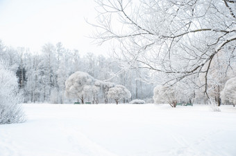 树和分支机构的雪冬天森林令人难以置信的冬天景观树的雪冷雪冬天