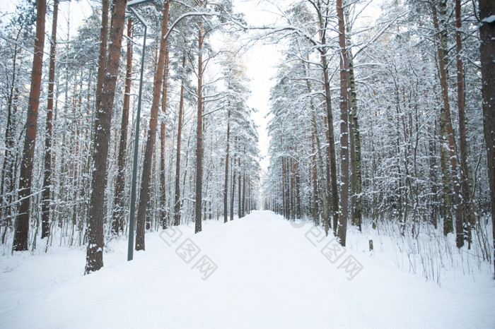 树和分支机构的雪冬天森林令人难以置信的冬天景观树的雪冷雪冬天