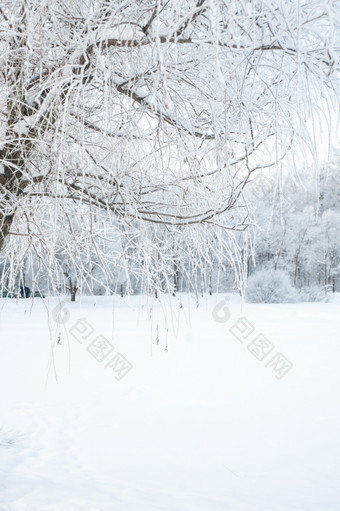 树和分支机构的雪冬天森林令人难以置信的冬天景观树的雪冷雪冬天