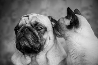 狗和猫肖像黑色的和白色时尚的照片友谊猫和狗哈巴狗和泰国猫