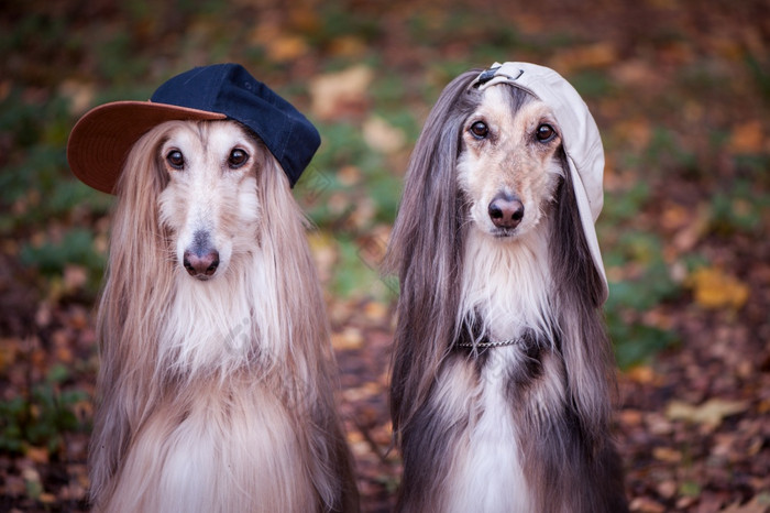 狗阿富汗猎犬青少年说唱歌手穿着时尚的帽的概念青年时尚衣服为狗
