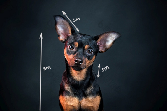 肖像狗工作室玩具梗品种标准定义狗参数狗测量模式为狗肖像狗工作室