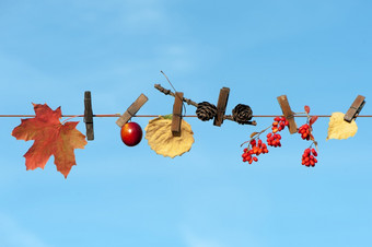 有创意的照片<strong>秋天主题秋天</strong>叶子视锥细胞浆果和水果夹对蓝色的天空