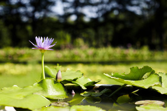 <strong>品红</strong>色的睡莲莲花盛开的的池塘与自然背景宁静和放松大气自然背景