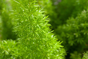 小绿色叶子年轻的叶子植物日益增长的的花园摘要绿色自然背景特写镜头