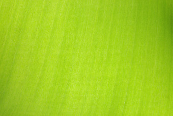 摘要香蕉绿色叶纹理背景与结构细节光滑的与一些颗粒状的特写镜头