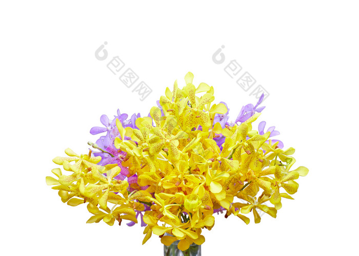 特写镜头泰国兰花花与黄色的和紫色的颜色开花孤立的白色背景与复制空间剪裁面具剪裁路径包括