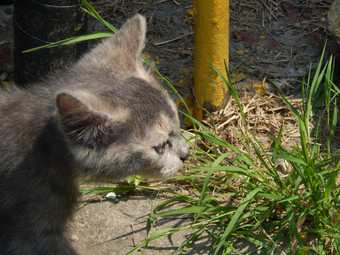 猫和小猫玩的院子里公寓房子的国家猫和小猫玩的院子里公寓房子