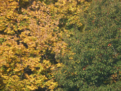 秋天树树叶纹理