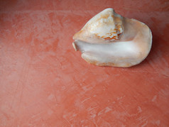 贝壳和海石头粉红色的背景