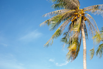 椰子树的蓝色的天空夏天