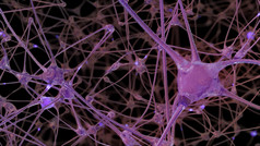 呈现网络神经元细胞和突触通过哪一个电冲动和排放通过在的传输信息内部的人类大脑