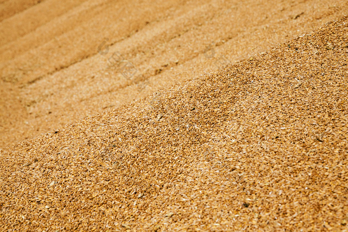 小麦谷物的谷物小麦收集堆在收获小麦谷物
