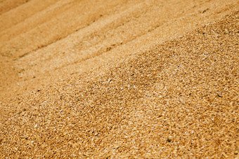 小麦谷物的谷物小麦收集堆在收获小麦谷物