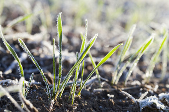 年轻的绿色小麦细菌冬天小麦品种覆盖与白色发光的的阳光冰晶体特写镜头与浅深度场年轻的豆芽小麦年轻的豆芽小麦