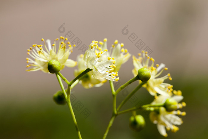 黄色的花林登树拍摄关闭在开花开花林登树开花林登树