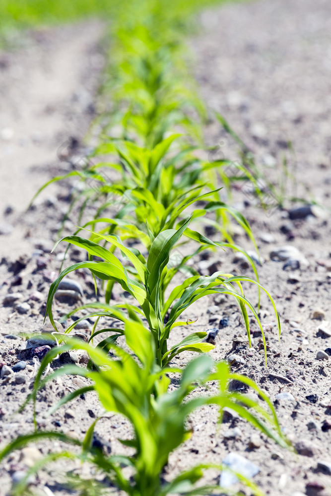 农业场哪一个日益增长的年轻的绿色玉米春天年轻的发芽玉米年轻的发芽玉米