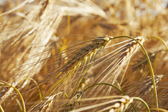 农业场哪一个成长谷物小麦白俄罗斯成熟的和泛黄谷物小深度场农场场谷物农场场谷物