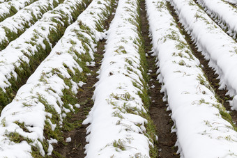 沟哪一个成熟的胡萝卜成长的冬天季节的农业区域哪一个的收获不收获特写镜头农业场胡萝卜农业场胡萝卜