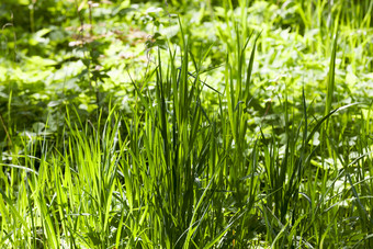 绿色草高和低绿色草照亮阳光和阴影春天公园森林