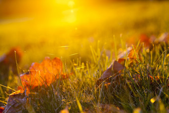 的下降的地面泛黄枫木叶子秋天季节小深度场树叶照亮背光太阳的照片是采取从的底特写镜头的下降枫木叶子的下降枫木叶子