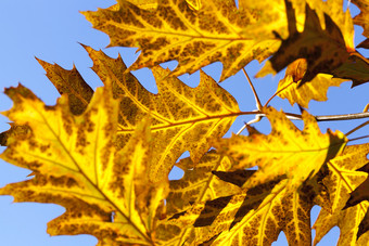 美丽的黄色的橡木树叶与红色的插入秋天公园在的秋天的叶子细节美丽的橡木树对蓝色的天空森林秋天橡木