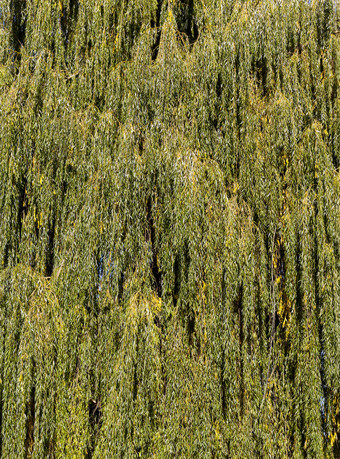 绿色树叶柳树分支机构与泛黄的叶子早期秋天月9月橙色柳树