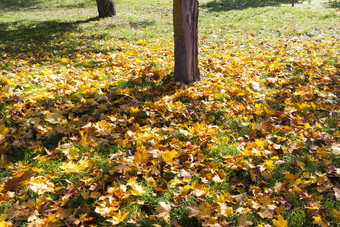树树干日益增长的的秋天季节的草下降树叶从落叶树枫木桦木和其他树树干秋天
