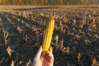 说谎的手黄色的耳朵玉米农业场后收获收获玉米