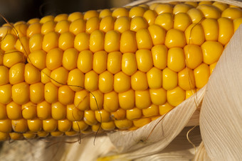 耳朵玉米与黄色的谷物中期秋天后收获农业场玉米粮食