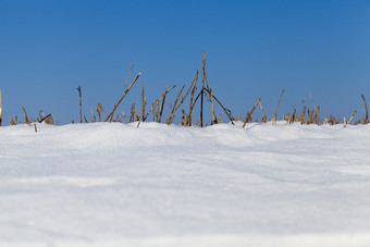 集团干植物与雪坚持出冬天后的最后的降雪冷淡的天气与蓝色的天空干草