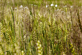 绿色小穗小麦与很多杂草农业场春天绿色生谷物绿色小麦