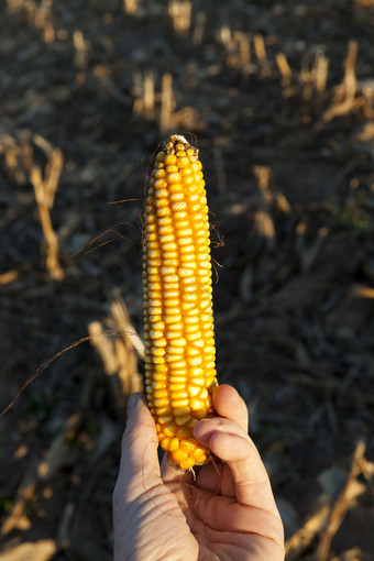黄色的成熟的耳朵玉米的手男人。的领土农业场后收获的秋天季节耳朵玉米