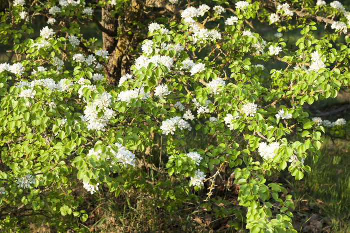 美丽的白色花梨树春天布鲁姆的水果果园水果树树果园