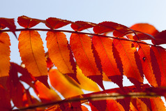 红色的树叶树秋天季节细节叶子红色的叶