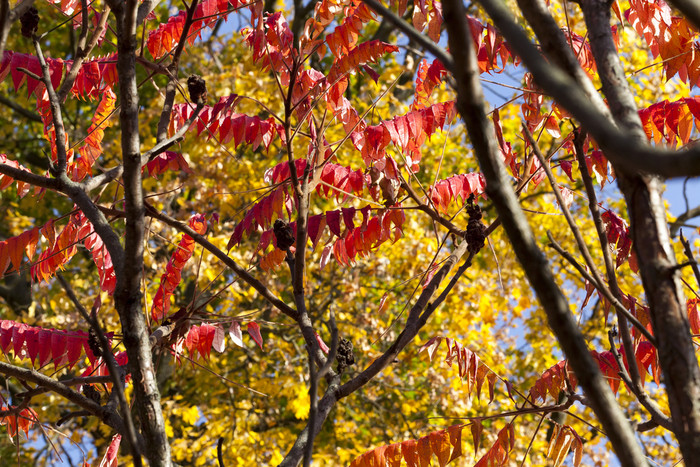 皇冠树与红色的和橙色叶子的秋天季节特写镜头视图从下面皇冠的树