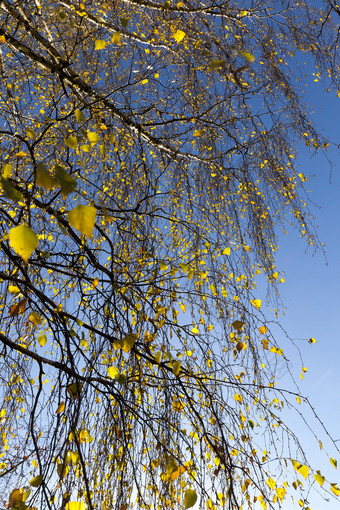 的最后的黄色的树叶的分支机构桦木树对蓝色的天空秋天叶秋天最后的桦木