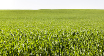 绿色低大麦植物农业场春天对蓝色的天空景观温暖的天气字段生麦片